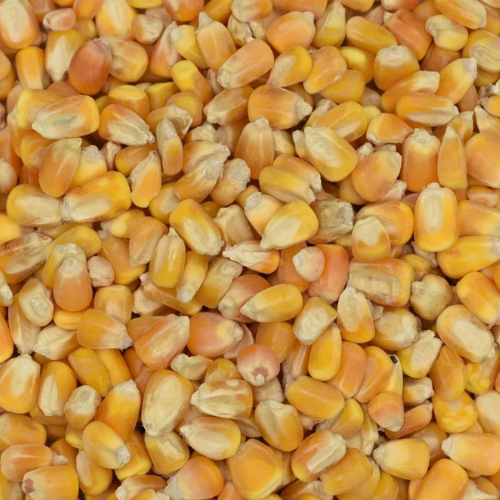 Premium Whole Corn 25KG